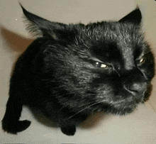 a close up of a black cat 's face looking at the camera