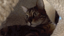Cat Game GIF - Cat Game You Think This Is A Game GIFs