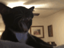 Cat Tuxedo GIF