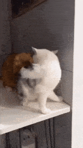 two cats are standing next to each other on a white shelf .