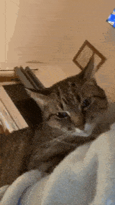 a cat is laying on a blanket on a bed looking at the camera .
