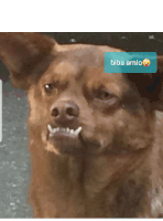 a close up of a dog with a biba amlo sticker on it