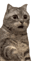 a cat is sitting down with its mouth open and looking at the camera .