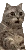 a cat is sitting down with its mouth open and looking at the camera .