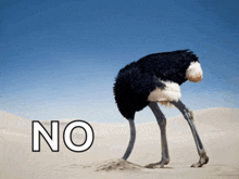 an ostrich with its head in the sand with the word no behind it