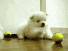 Cute Dog GIF - Cute Dog Play Time GIFs