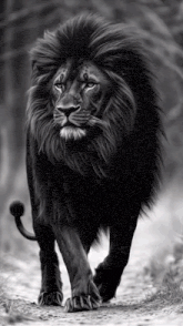 a black and white photo of a lion walking down a dirt road