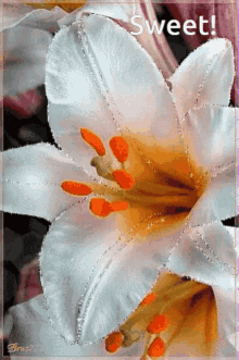 Sweeet White Flower GIF - Sweeet White Flower GIFs