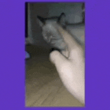 a person 's hand is holding a cell phone in front of a cat .