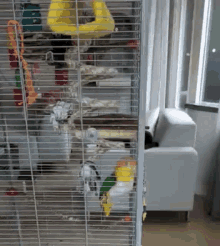 Caique Excited GIF - Caique Excited Bird GIFs