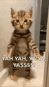 Happy Cat Dancing Cat GIF
