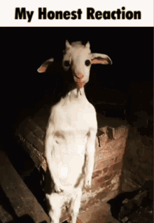 standing goat goat my honest reaction my honest reaction meme stupid goat