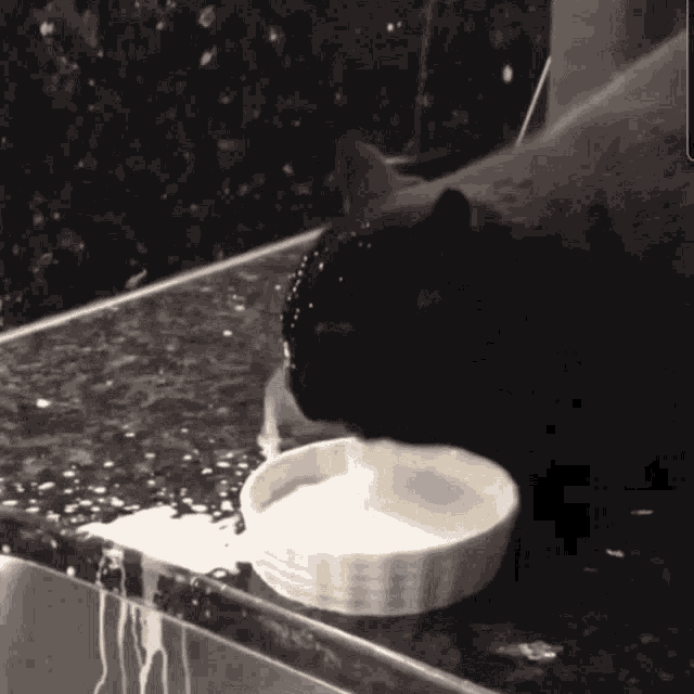 Cat Drinking GIF - Cat Drinking - Discover & Share GIFs