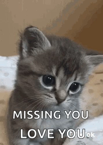 sad cat dancing memes｜TikTok Search