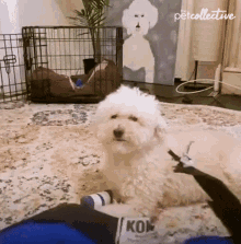 Ignore The Pet Collective GIF - Ignore The Pet Collective Head Turn GIFs