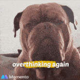 a picture of a dog with the words " overthinking again " below it