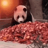 a panda bear is eating a pile of red leaves .