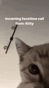 Cat Silly GIF - Cat Silly Call GIFs