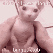 Erbono Bingus GIF - Erbono Bingus Jacobu69 GIFs