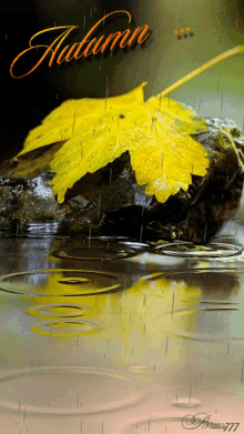 Autumn Raining GIF - Autumn Raining Maple Leaf GIFs