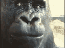 Gorilla Shocked Gorilla GIF - Gorilla Shocked Gorilla Monkey GIFs