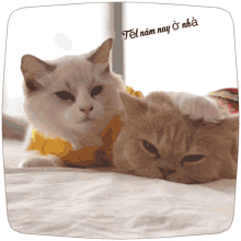 Cat Lady GIF - Cat Lady Meow GIFs
