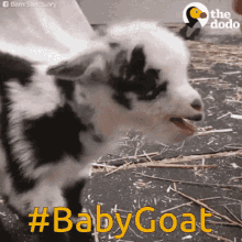 Loud Goats GIF - Loud Goats Baby GIFs