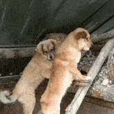 two dogs are standing next to each other on a wooden ladder and one of the dogs has a puppy on its back