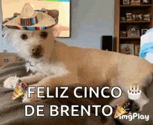 Happy Cinco De Mayo Sombrero GIF - Happy Cinco De Mayo Cinco De Mayo Sombrero GIFs
