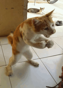 Best Funny angry cat Memes - 9GAG