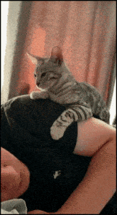 Cats Lovable-pets GIF - Cats Lovable-pets Reaching GIFs