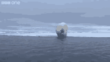 Just Going For A Polar Bear Plunge GIF - Polar Bear Swimming Ice Cold GIFs