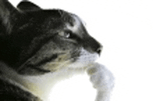 a close up of a cat 's face with its paw on its nose .