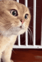 Cat Cat Meme GIF