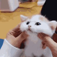 a person is holding a white and orange kitten with blue eyes .