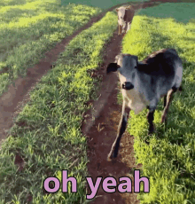 Cow Cute GIF