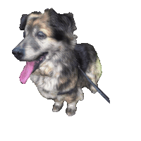 a dog with its tongue hanging out is running