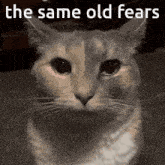 a cat is looking at the camera with the words `` the same old fears '' written above it .