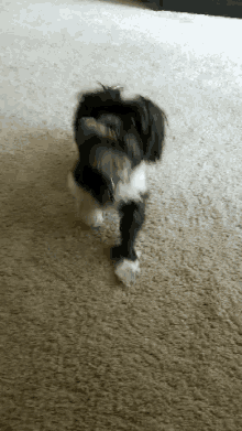 Funny Animals Dancing GIF - Funny Animals Dancing Excited GIFs