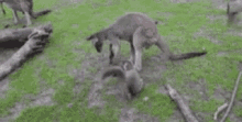 Kangaroo GIF
