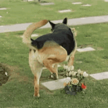 Dog Grave GIF - Dog Grave Peeing GIFs