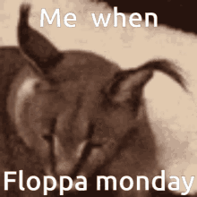 Floppa Floppa Monday GIF - Floppa Floppa Monday GIFs