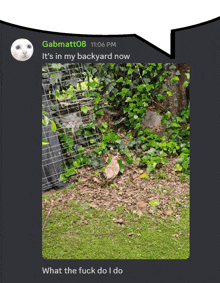 a picture of a chicken and a speech bubble that says gabmatt08 on it