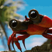 Crab Champions Crab GIF - Crab Champions Crab Binoculars GIFs