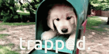 dog trapped