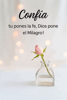 a pink rose in a clear vase with the words confia tu pones la fe dios pone el milagros