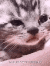 Crying Cat Sad Cat GIF