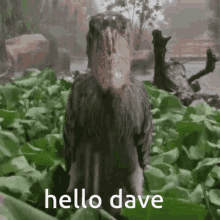 Hello Dave GIF - Hello Dave GIFs