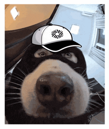 a close up of a dog wearing a baseball cap on its head