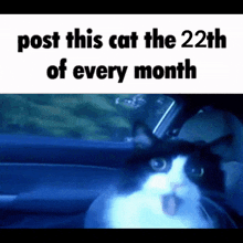 Send This Cat GIF - Send This Cat GIFs